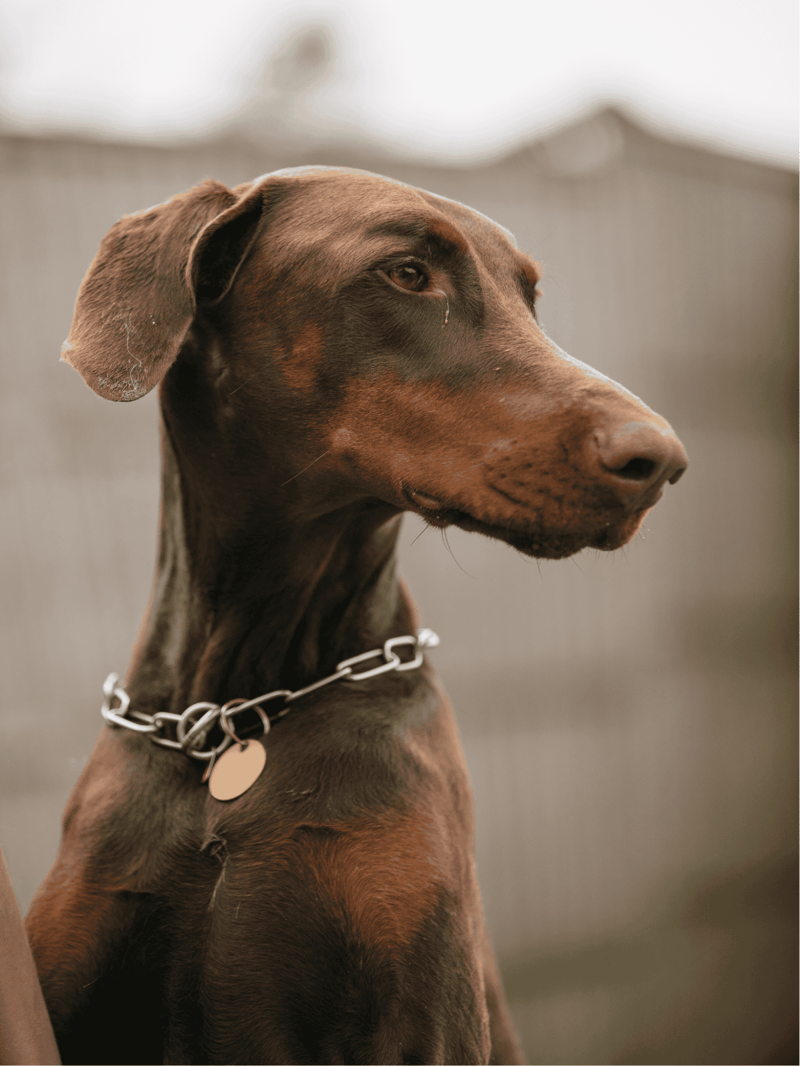 Doberman Pinscher photo 2