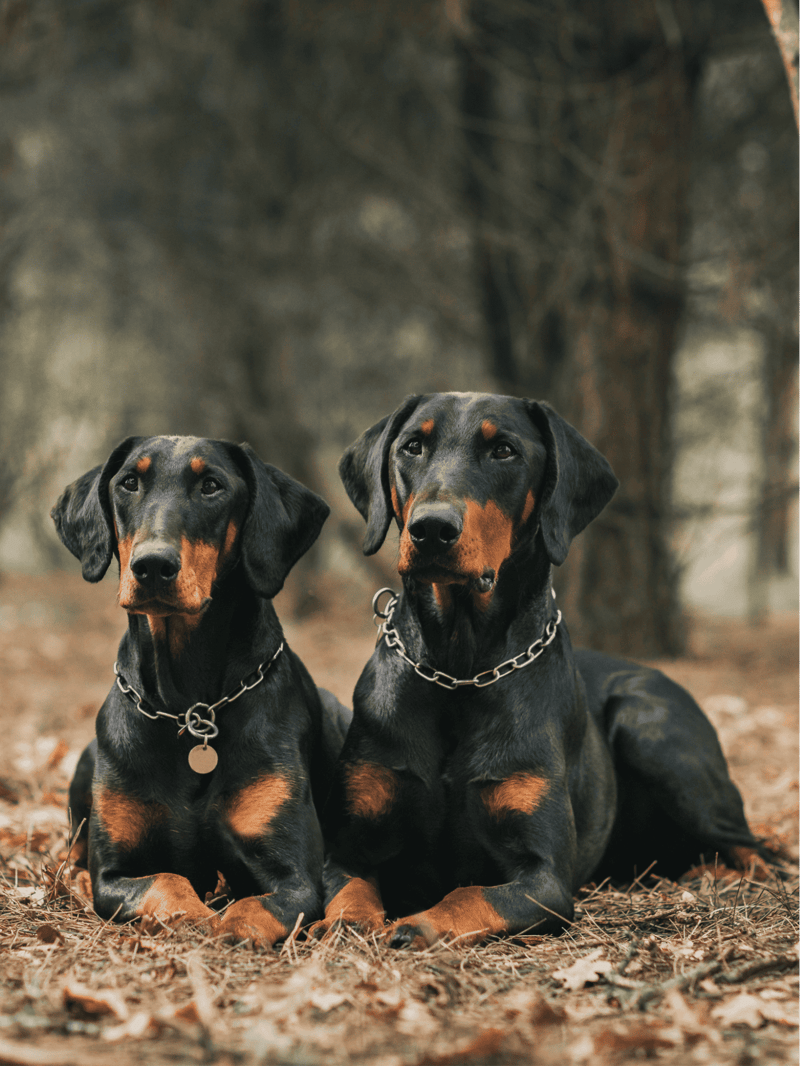 Adorable Doberman dogs laying on fallen leaves, showcasing loyal companionship during outdoor adventures.