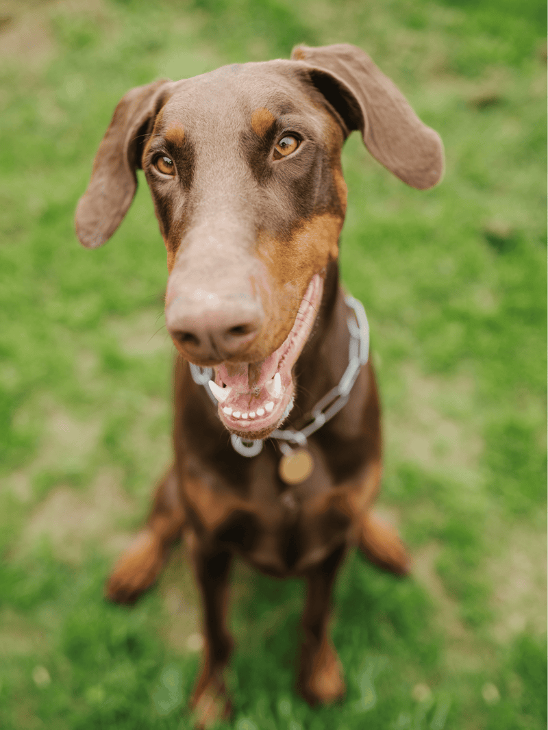 Close-up of a happy, curious brown dog with expressive eyes on a grassy field, showcasing playful and loyal canine companionship.