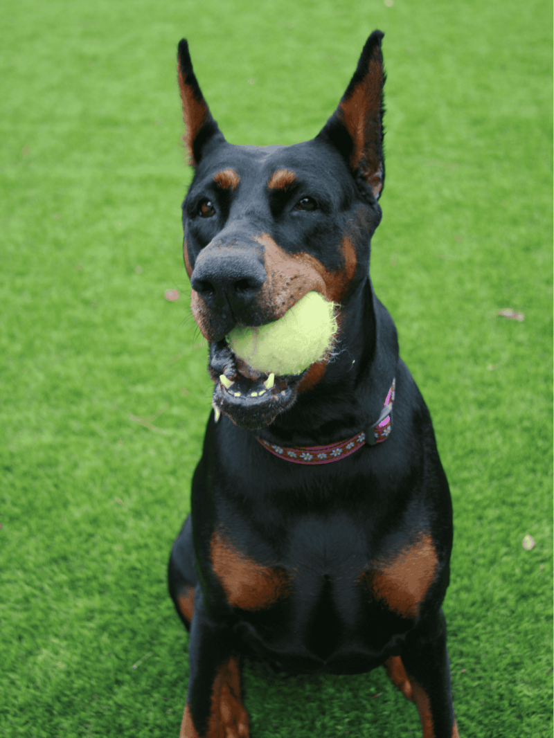 Doberman Pinscher Training