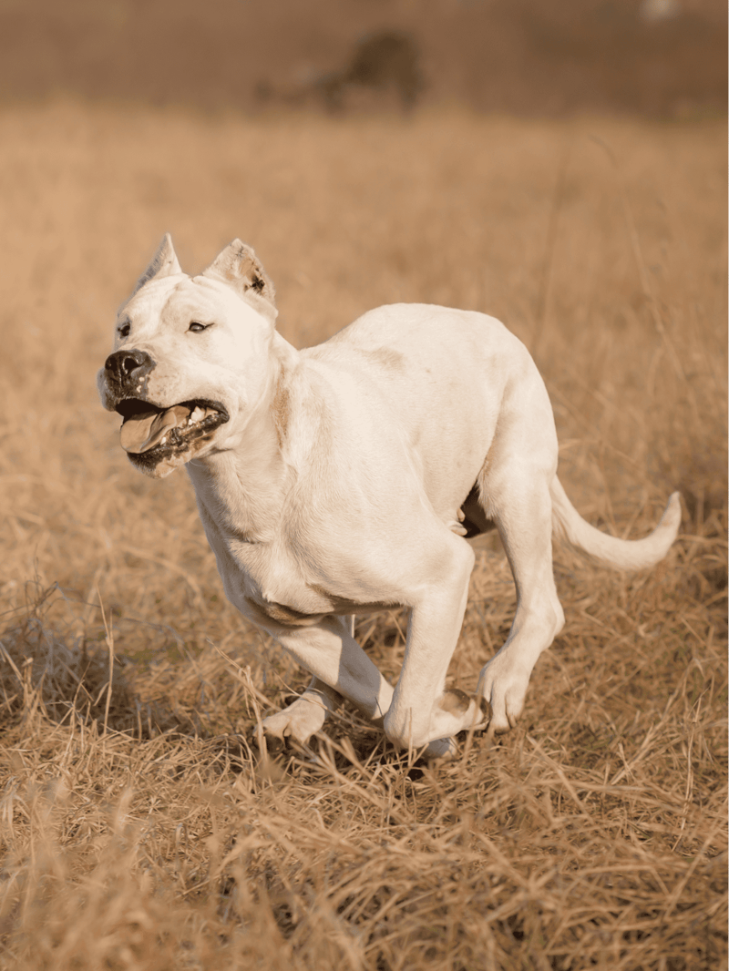Dogo Argentino Exercise