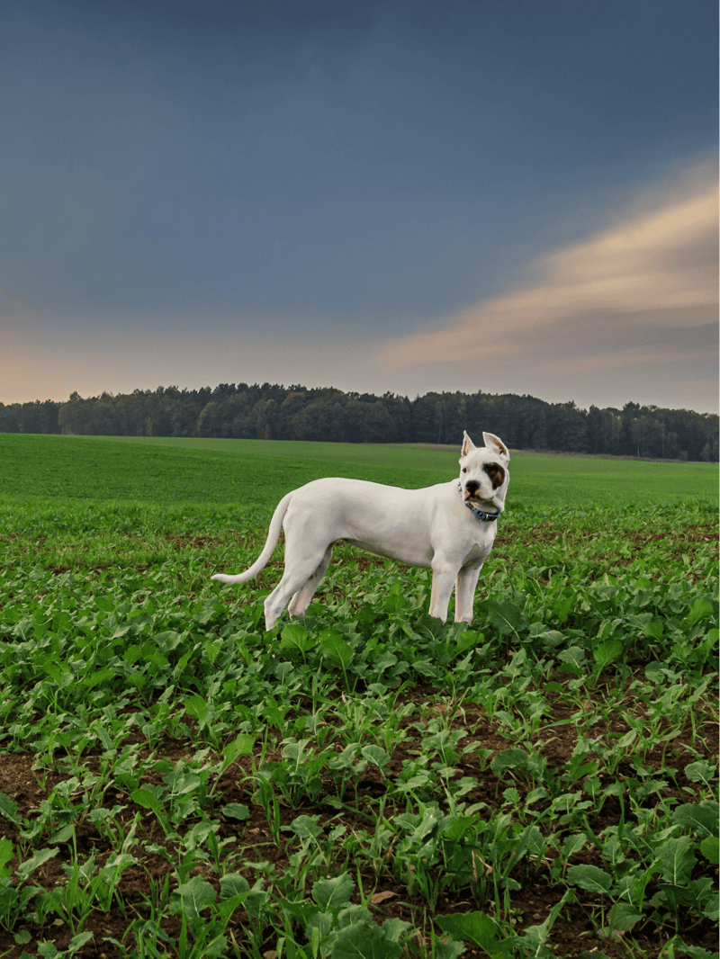 Dogo Argentino Final Thoughts