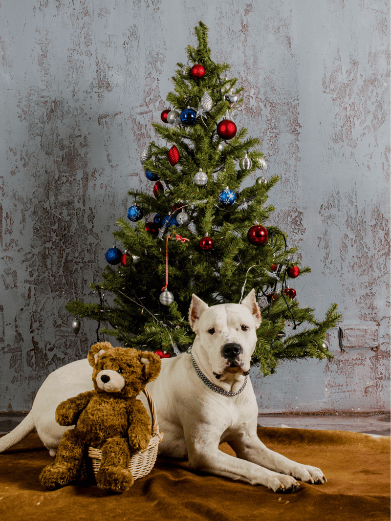 Dogo Argentino photo 2