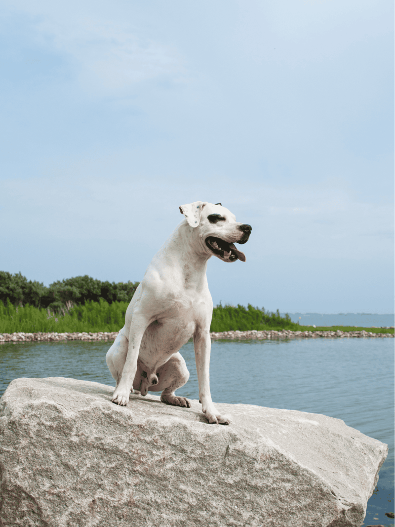 Dogo Argentino photo 3