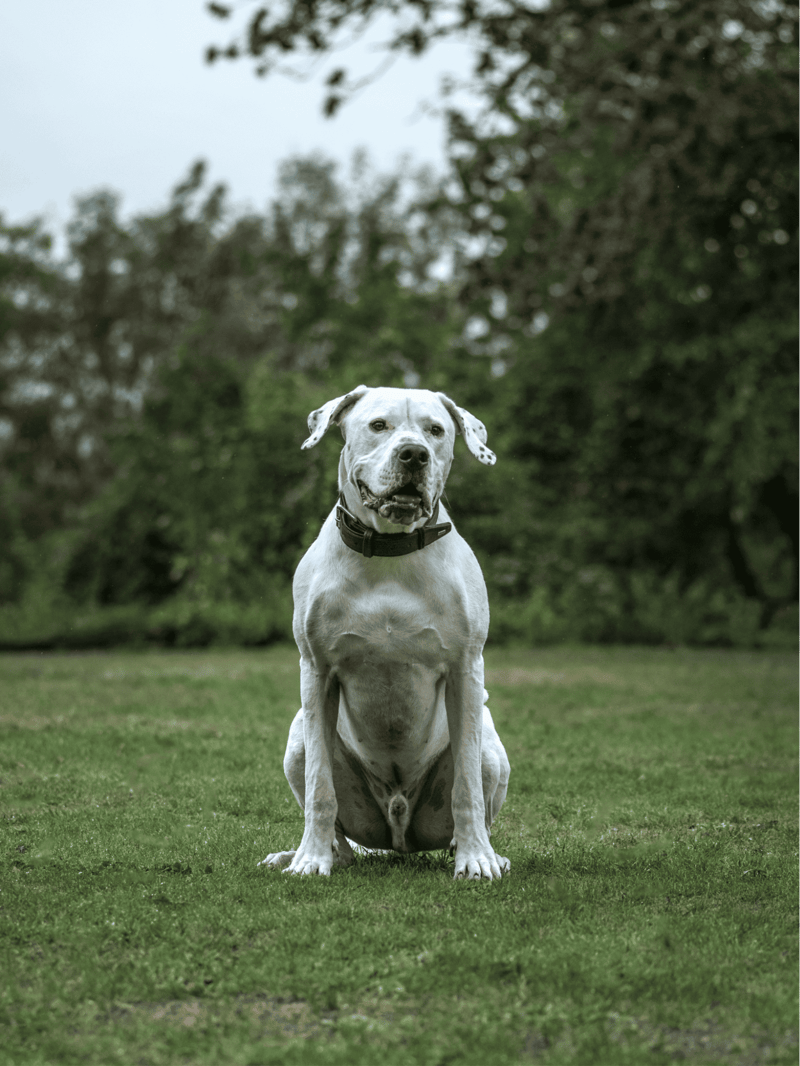 Dogo Argentino health