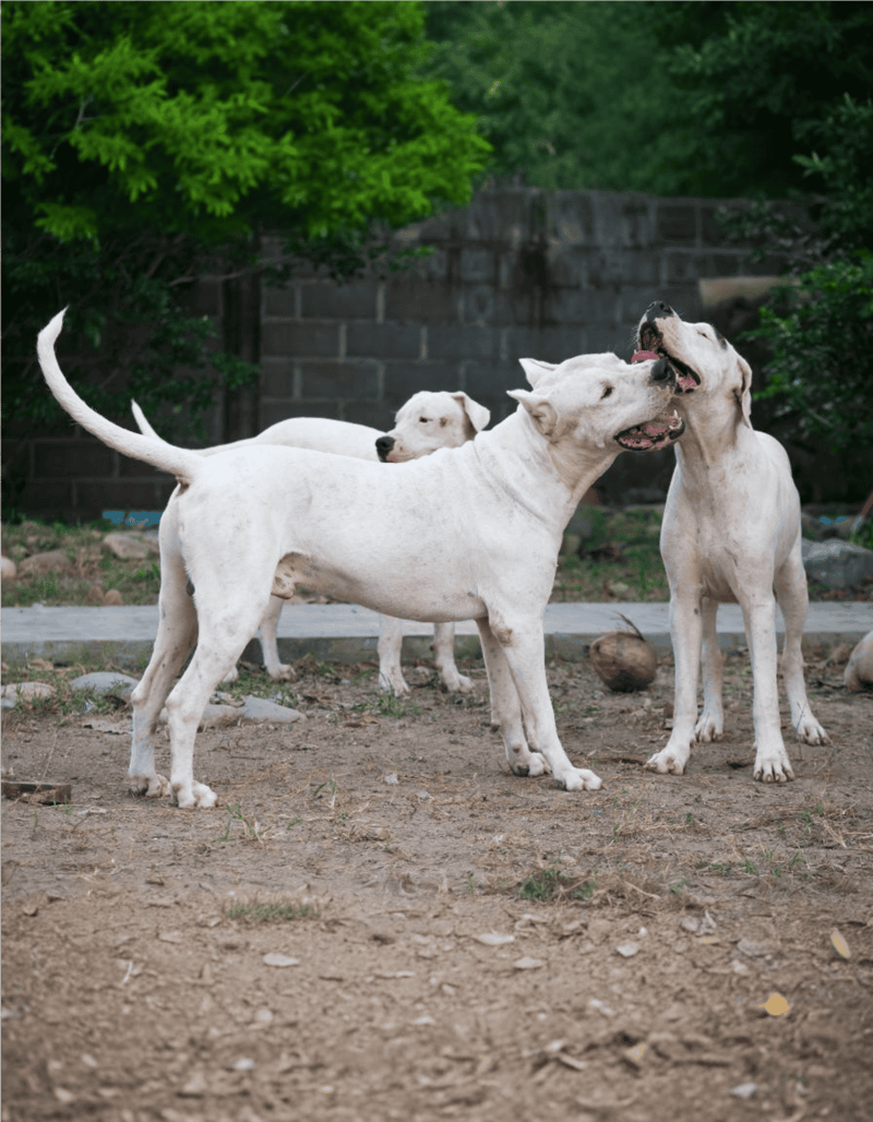 Dogo Argentino Male Vs. Female