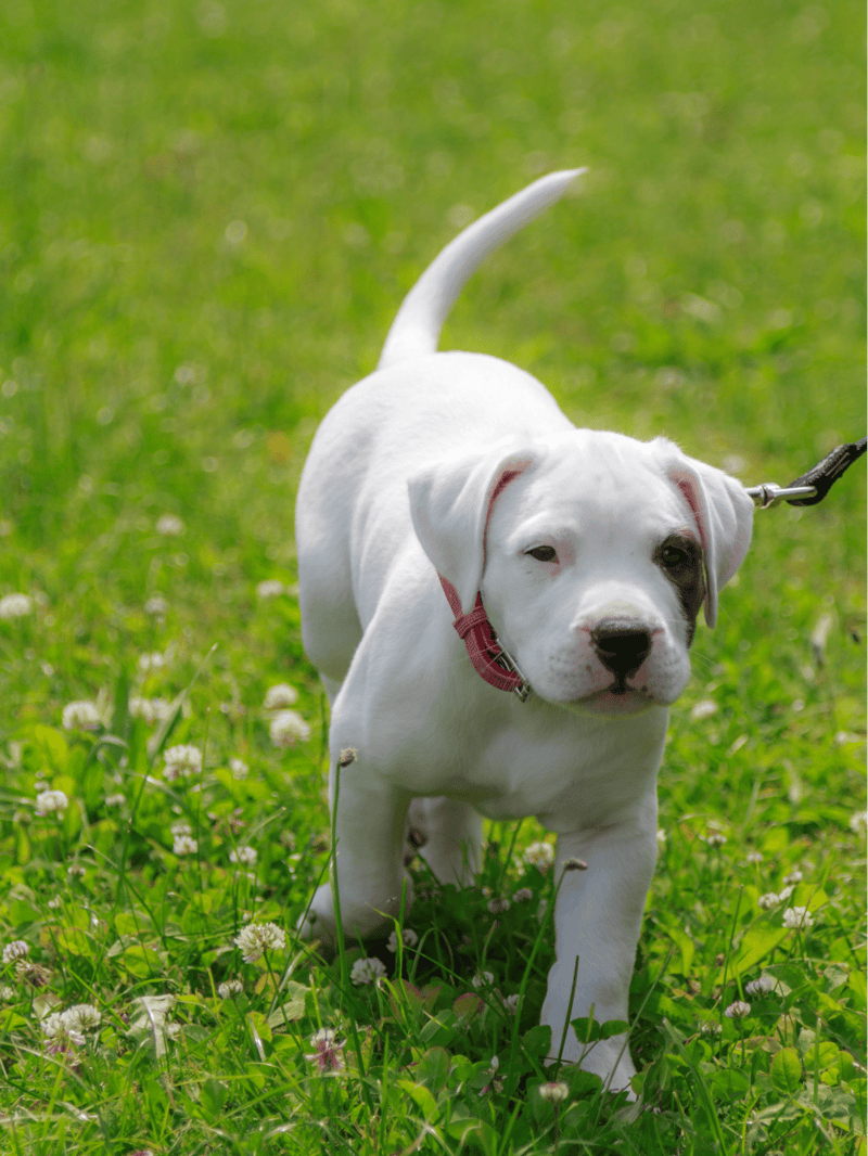 Dogo Argentino Puppies