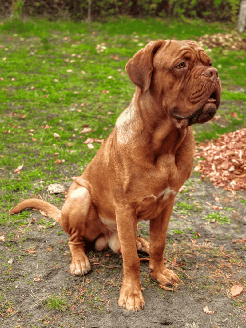 Dogue de Bordeaux characteristics