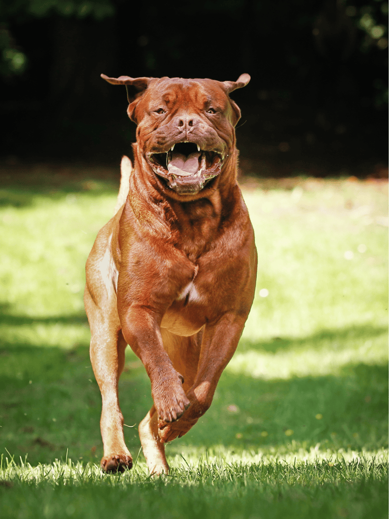 Energetic dog running on grass, showcasing agility and strength.