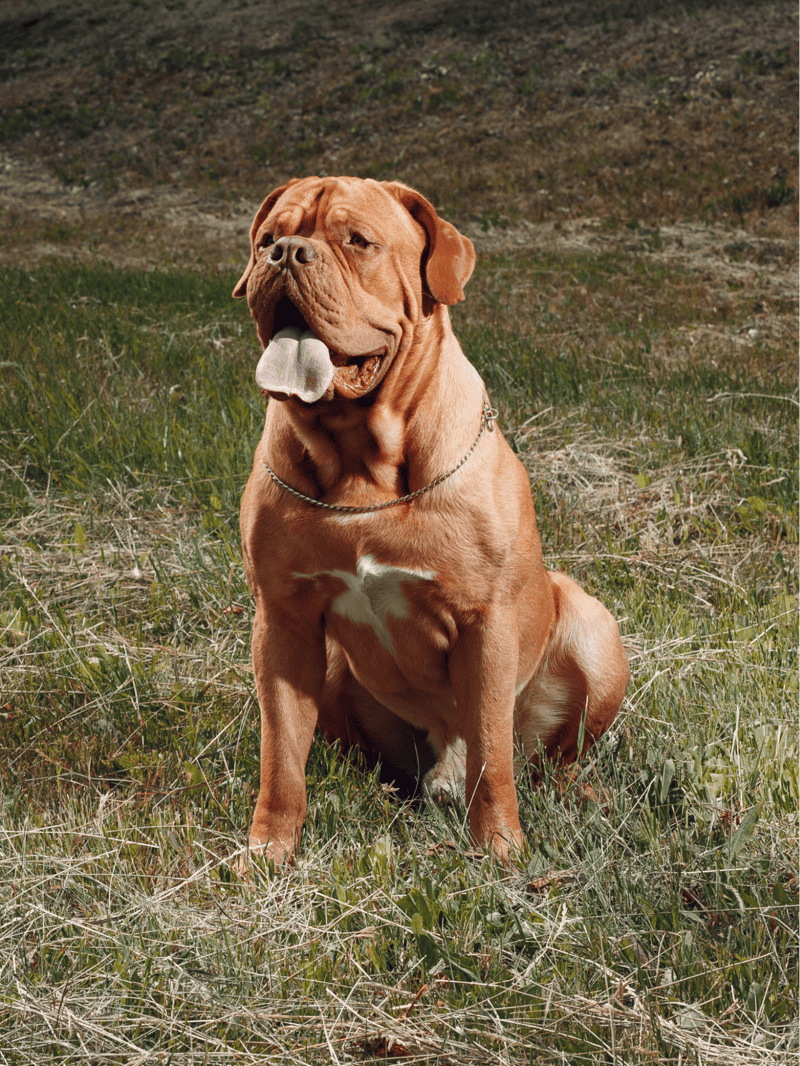 Dogue de Bordeaux photo 3