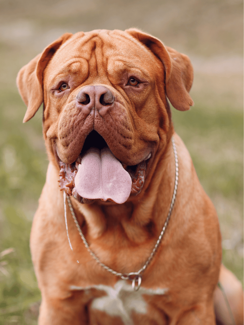 Close-up of happy bulldog with tongue out on green grass.