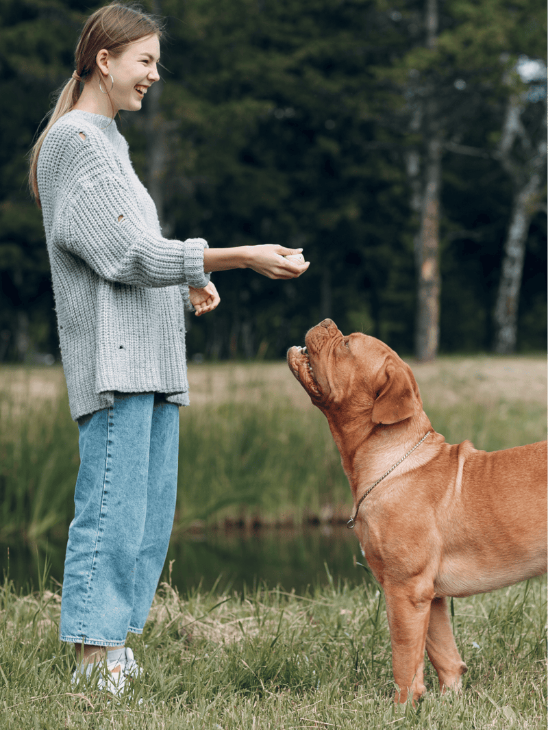 Dog obedience training, behavior tips, and puppy training guides.