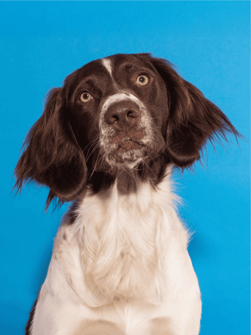 Drentsche Patrijshond photo 3