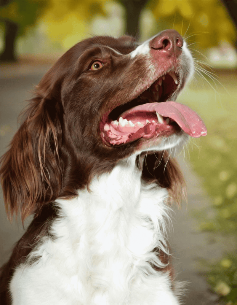 Drentsche Patrijshond health