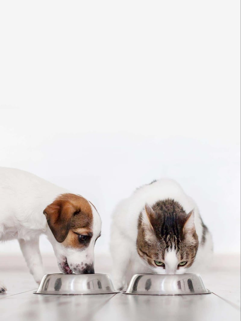 Dog and cat sharing meal bowls, pet feeding, friendly animal companionship, pets eating together.