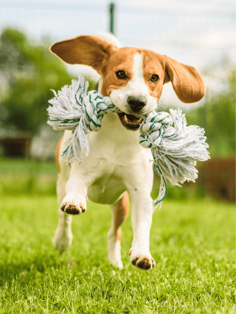 Dog with rope toy, active and playful, outdoor dog care.