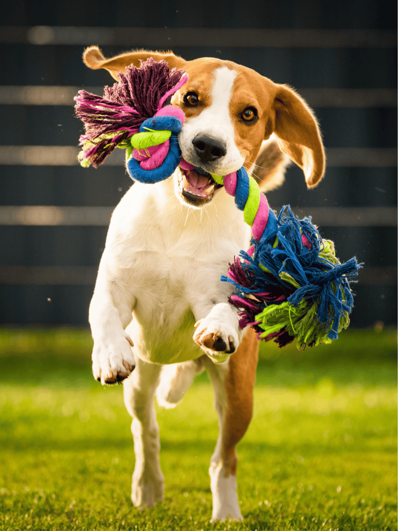 Dog playing with vibrant rope toy outdoors, happy and energetic, perfect for active dog owners.