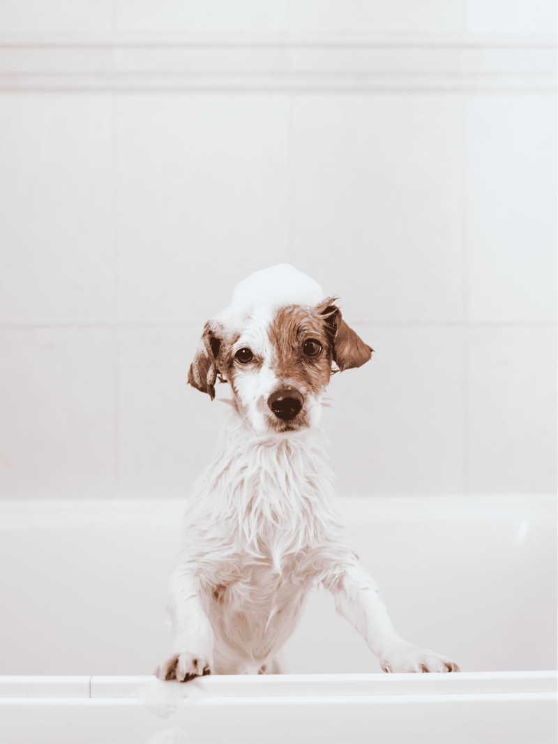 Adorable wet puppy with soap suds on head sitting in bathtub.