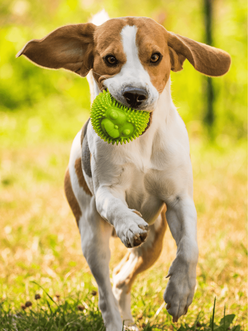 Dog playing fetch with green rubber ball, running in a sunny park setting.