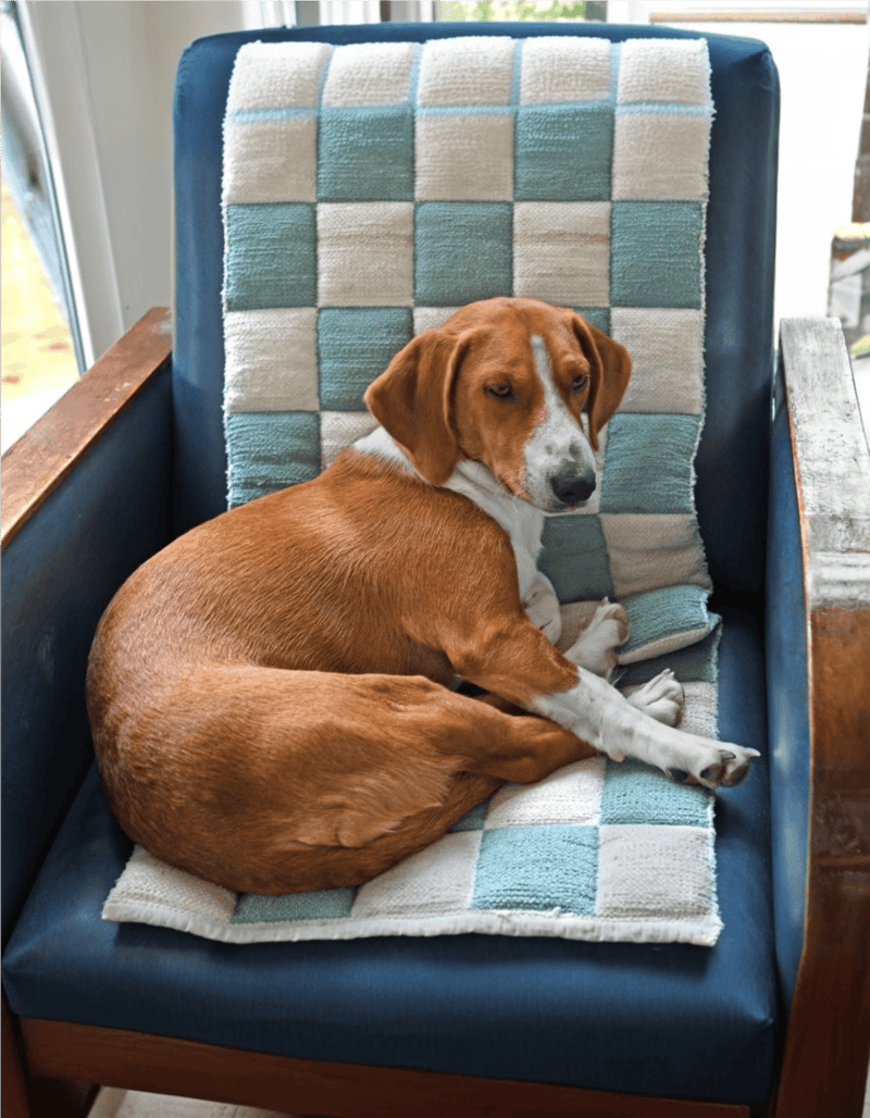 Dog resting on a comfortable blue cushion with a checkered towel.