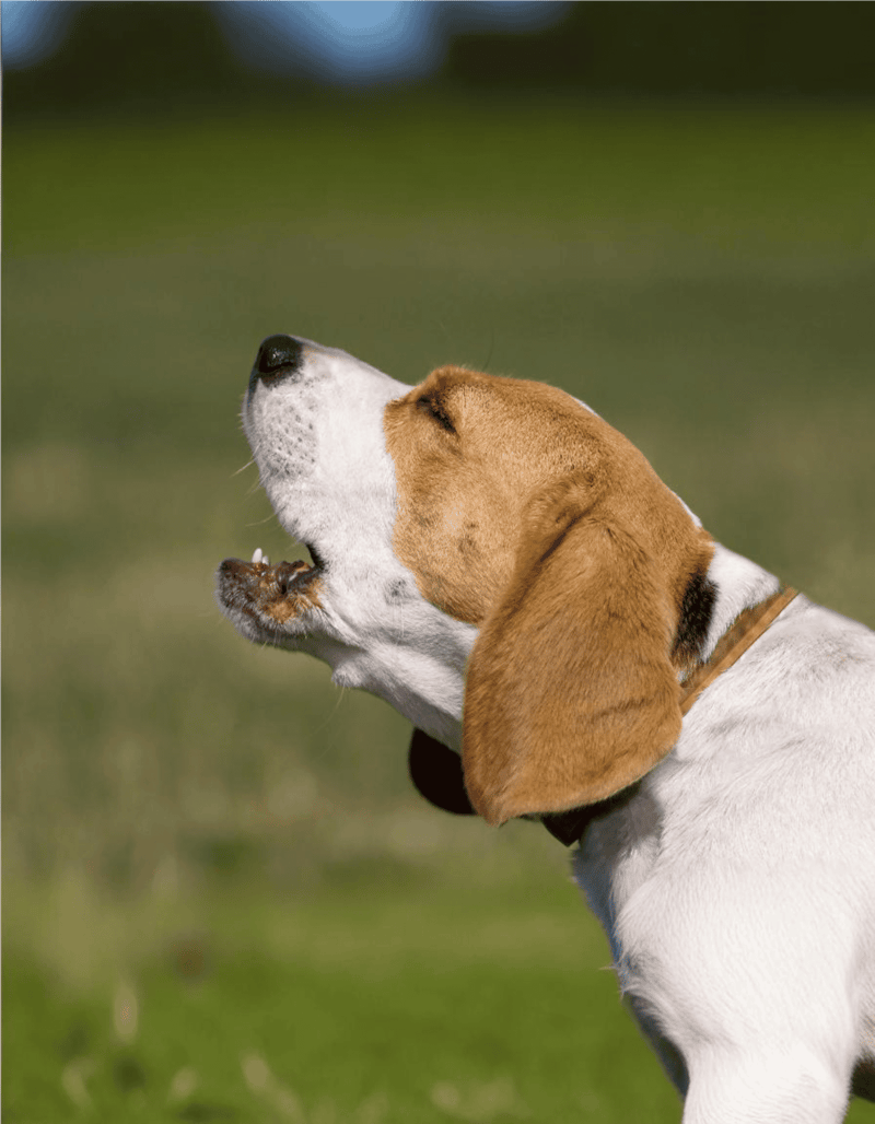 Drevers Don't Bay Like Other Hounds