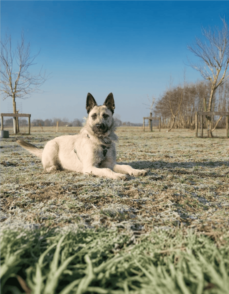 Friendly adult dog resting on grassy field in park.