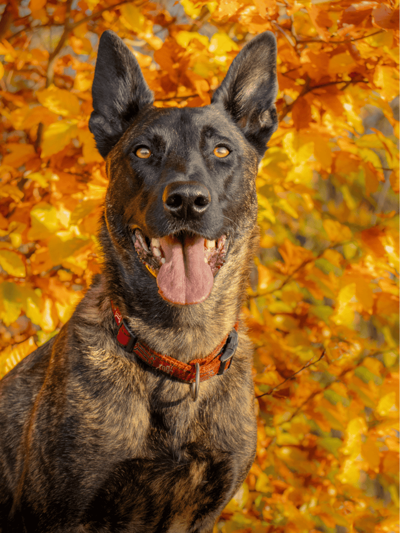 Dutch Shepherd photo 3