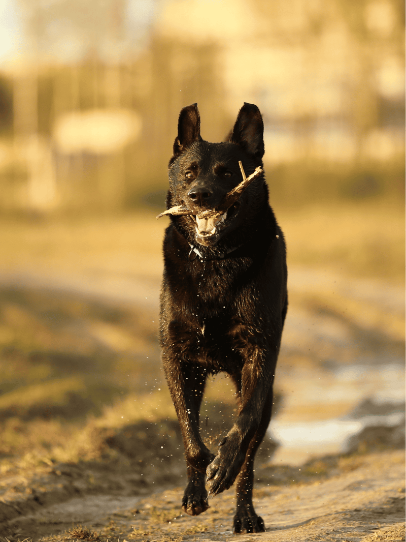 Dutch Shepherd photo 1