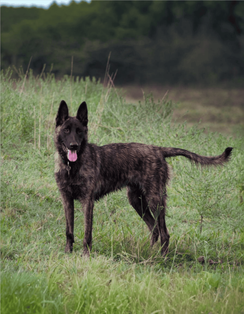 Dutch Shepherd health