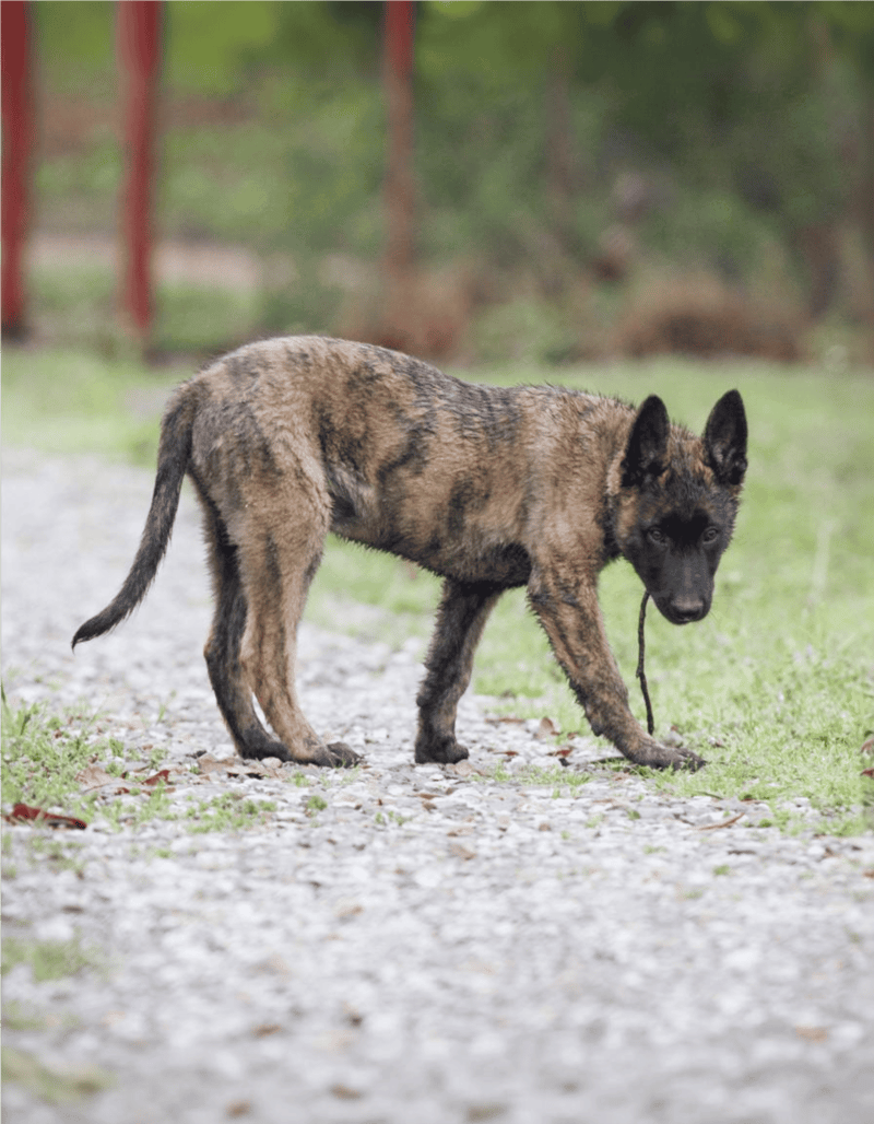 Dutch Shepherd Puppies