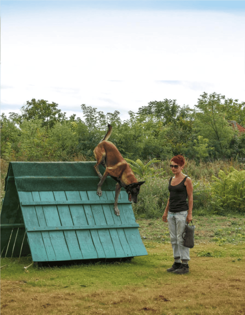 Dog jumping over agility obstacle outdoors.