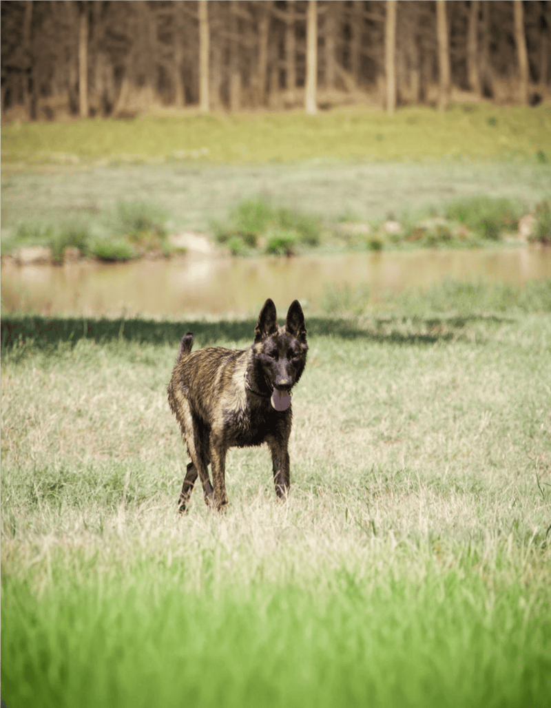 Dutch Shepherds Are Related to Old European Wild Dogs