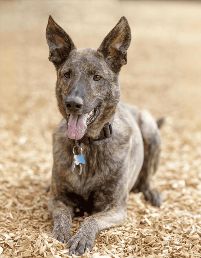 Dutch Shepherds Should Only Be Brindle