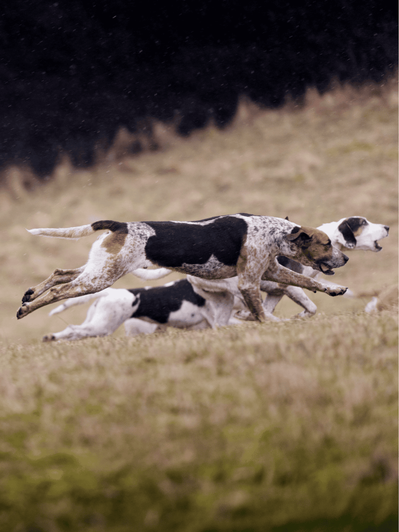 English Foxhound Exercise