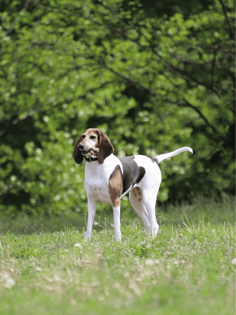 English Foxhound photo 1
