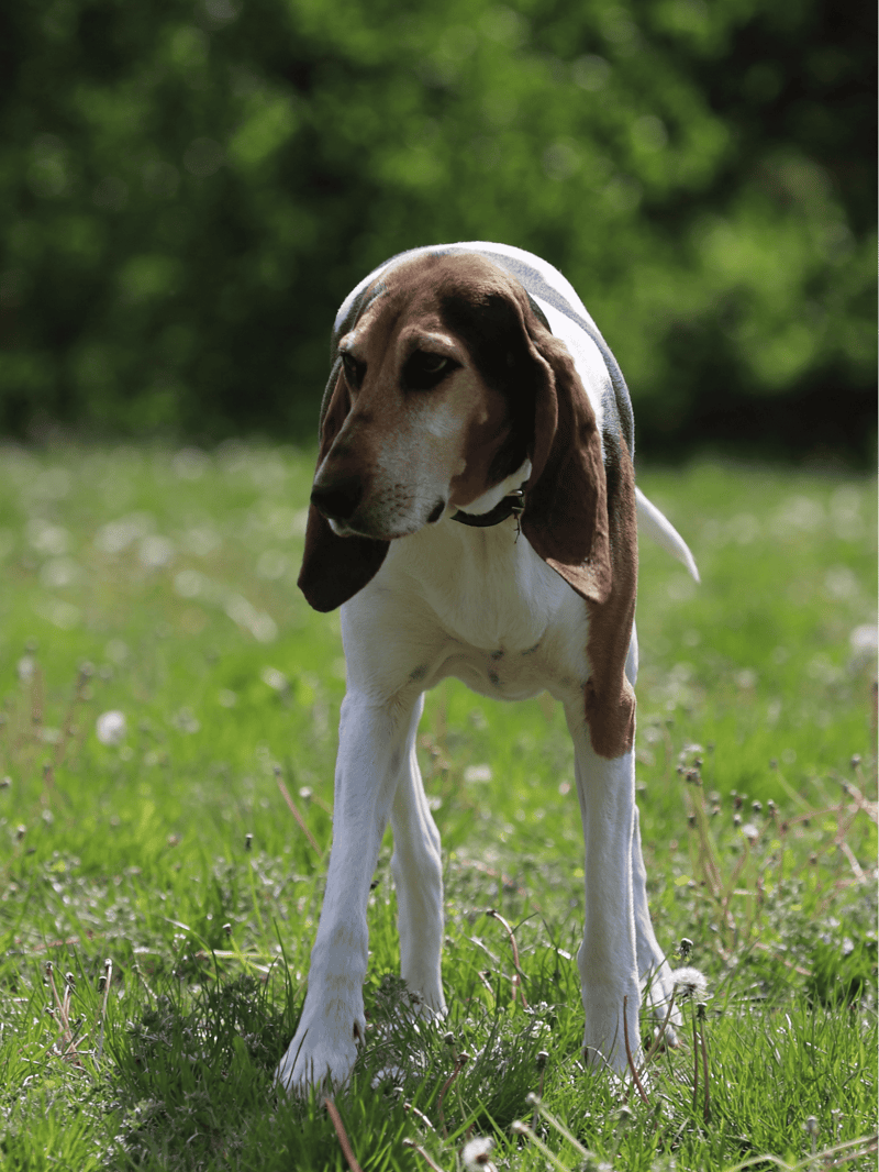 English Foxhound health