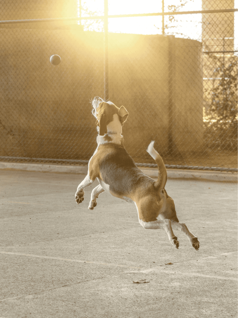 English Foxhound Training