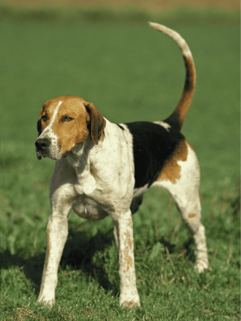 Adorable Beagle puppy enjoying outdoor play on green grass.