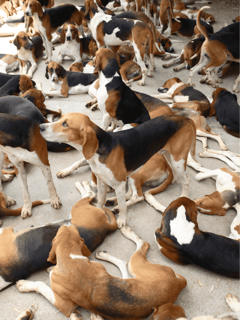 English Foxhounds were Bred to Live and Work in a Pack