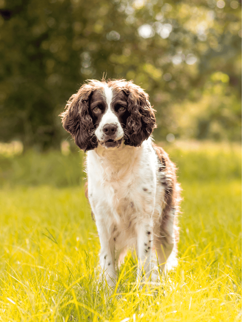 English Springer Spaniel overview