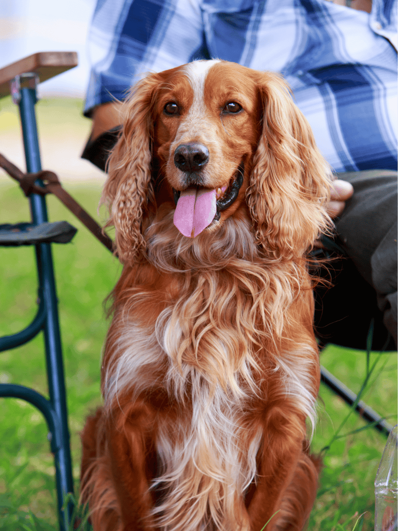 English Springer Spaniel characteristics