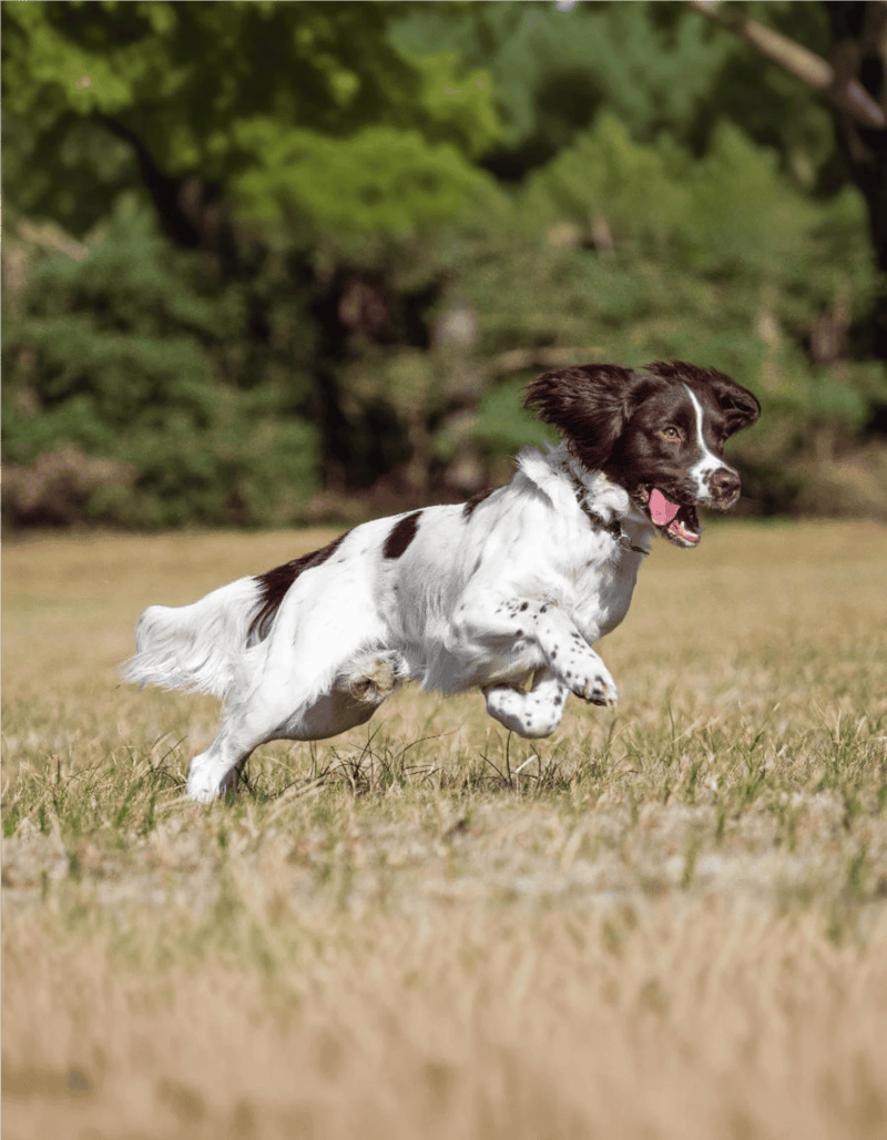 English Springer Spaniel Exercise