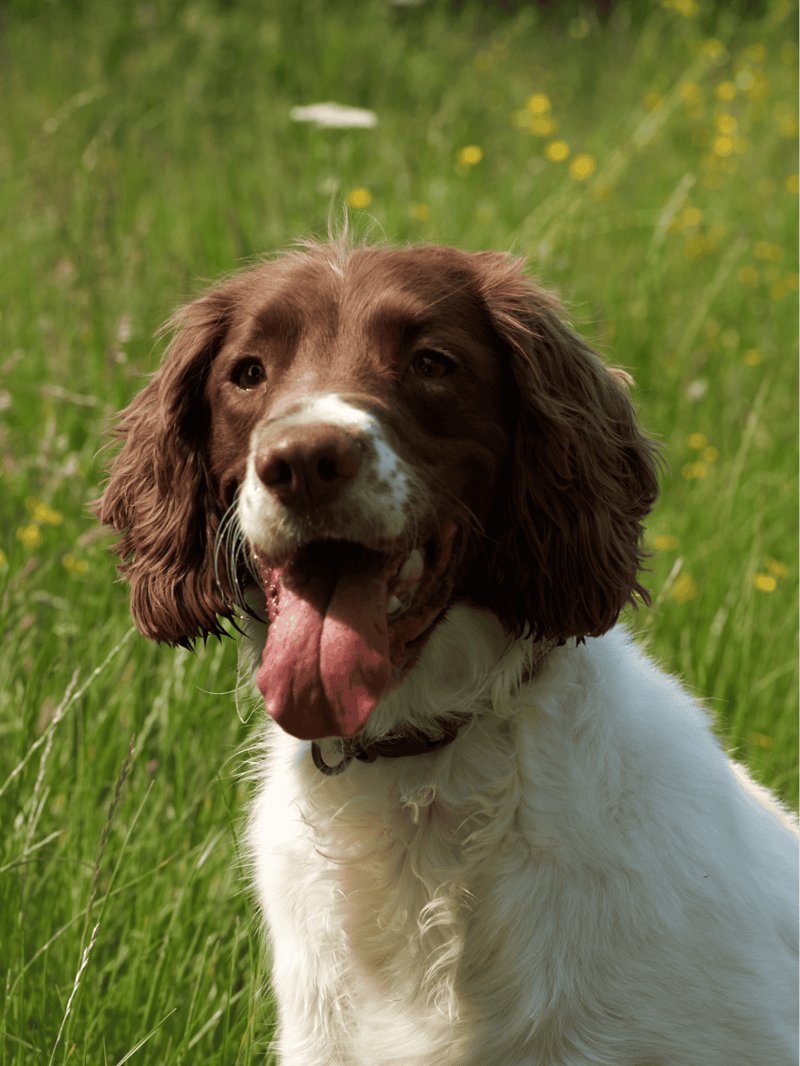 English Springer Spaniel Final Thoughts