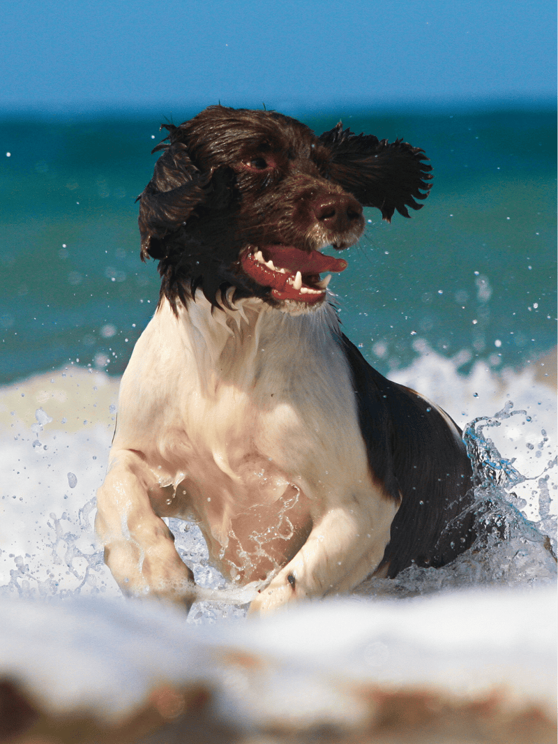 English Springer Spaniel photo 2