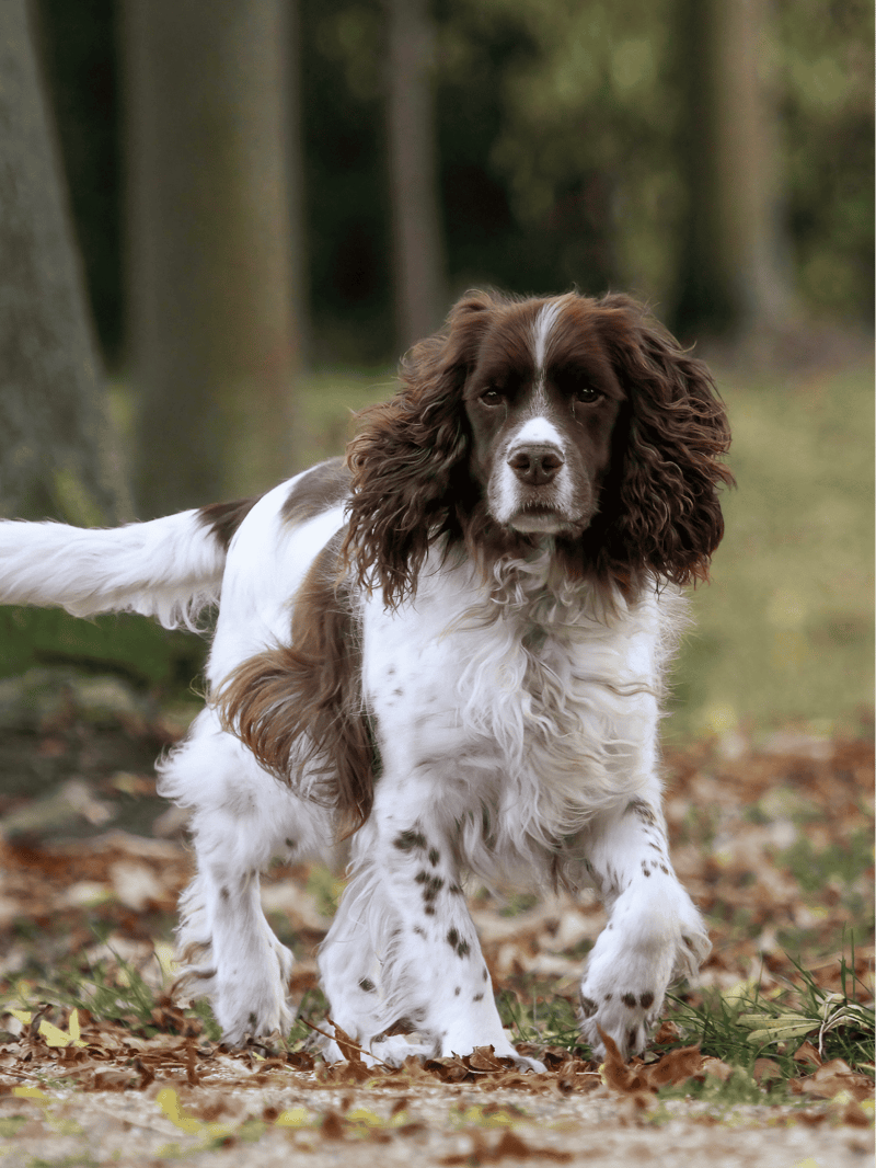 English Springer Spaniel photo 3