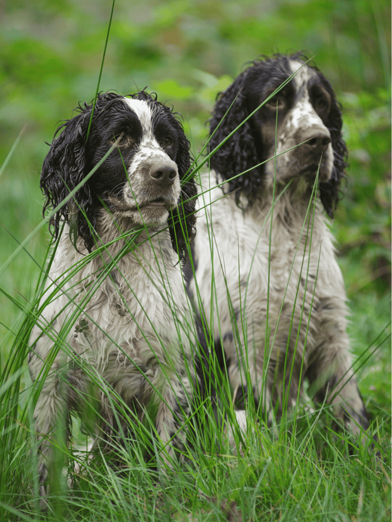 Adorable English Setter Spaniel dogs in lush green grass.