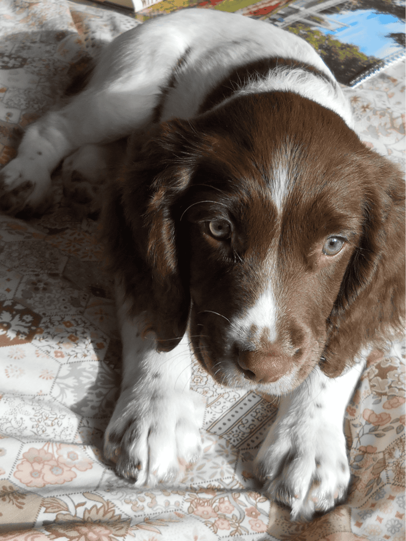 Adorable brown and white puppy resting, perfect for dog training and puppy care tips.