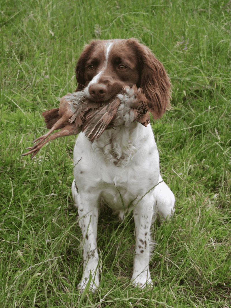 Dog holding a bird in mouth, outdoor grassy setting and hunting or retrieval activity.