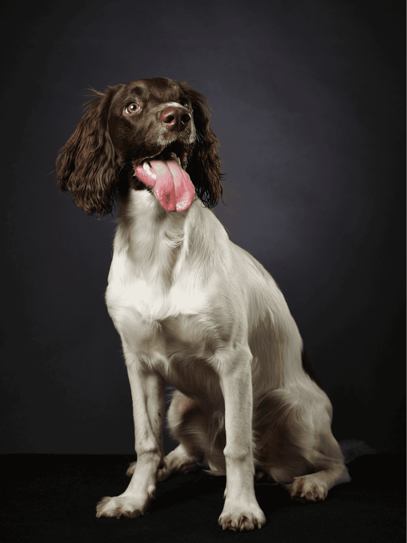 Dog with floppy ears, open mouth, tongue out, sitting on black background.