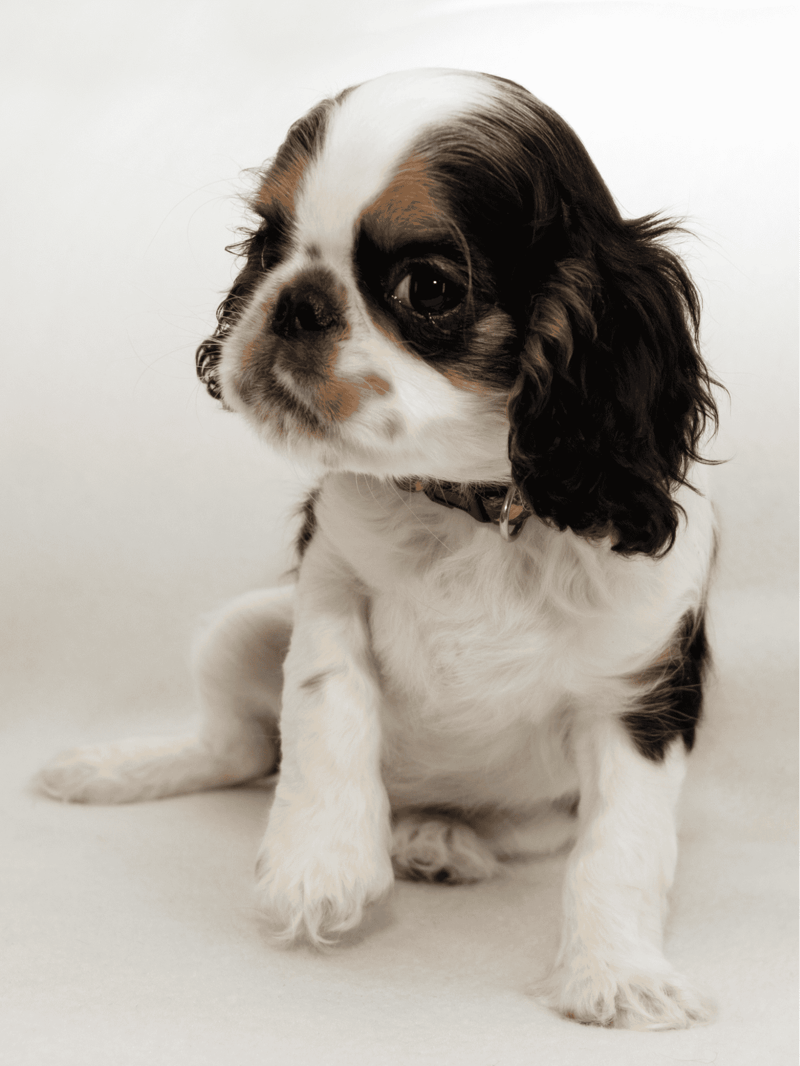 English Toy Spaniel overview